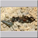 Alysson spinosus - Grabwespe w11g 7-8mm Zikade wird rueckwaerts ins Nest gezogen - OS-Hasbergen-Lehmhuegel.jpg